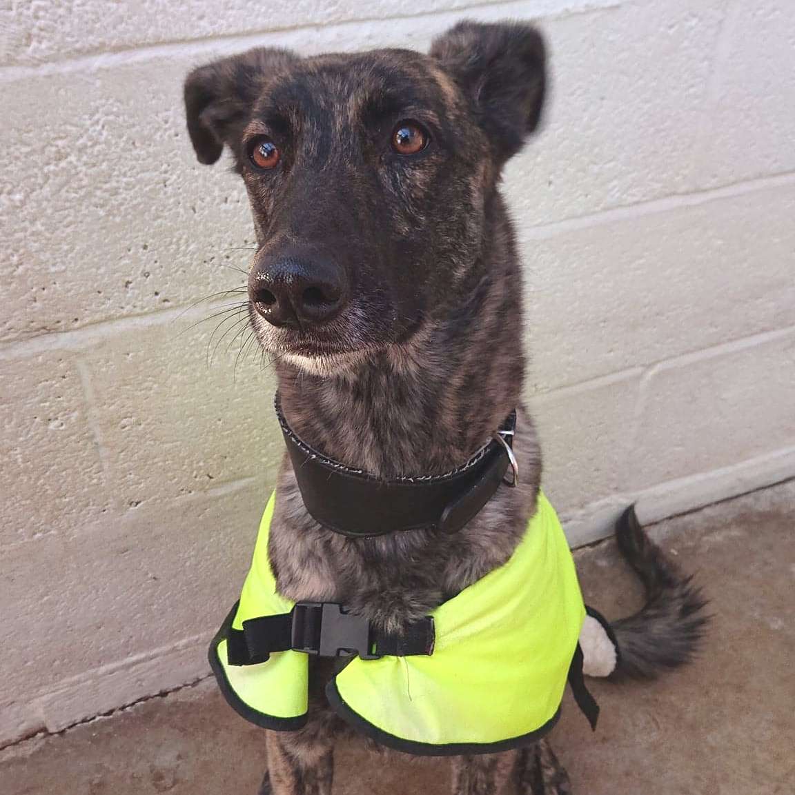 eclipse | Ark Animal Rescue Retirement Home