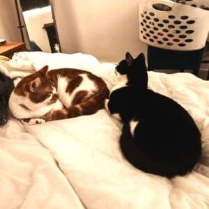 Twiglet & Oreo (Ark names Biscuit & Danny)