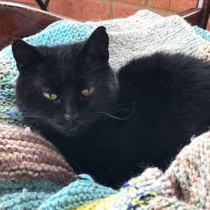 Blackie