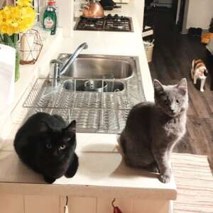 Two Milky Bar Kittens