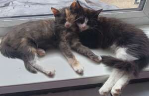 Lucky & Storm