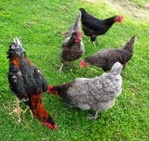 Chickens