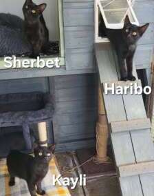 Haribo, Sherbert & Kayli (aka The Sweetie Gang)