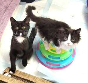 Milly’s Kittens