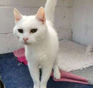 Purrseus