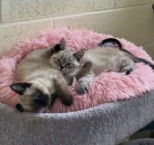 Tabby’s Duo Kittens